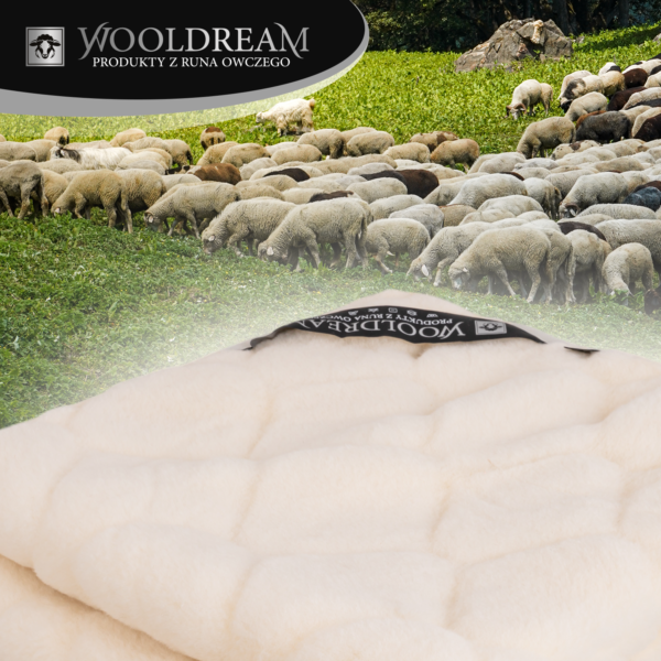 Prześcieradło wełniane z domieszką wełny kaszmirowej Wooldream