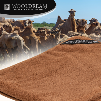 Prześcieradło wełniane z domieszką wełny wielbłądziej Camel Wooldream